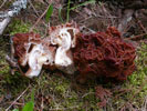 Gyromitra esculenta